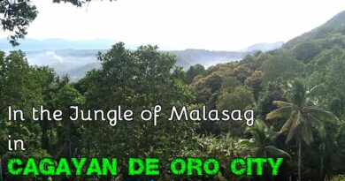 Die Philippinen im Video - Im Dschungel von Malasag auf der Suche nach Marang und Pflanzen