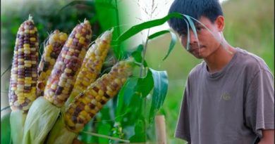 Die Philippinen im Video - Ernte von buntem Mais für das Abendessen